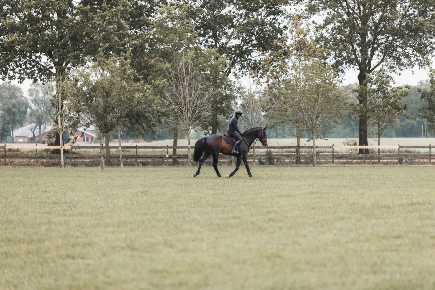 Schooling on the grass